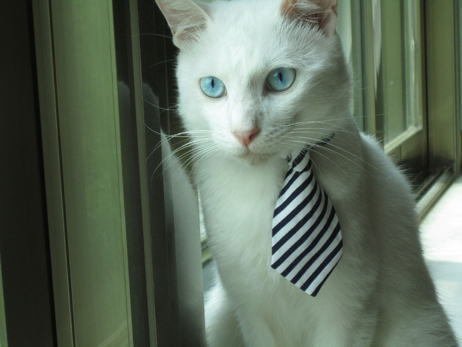 貓吧里面的超萌喵星人