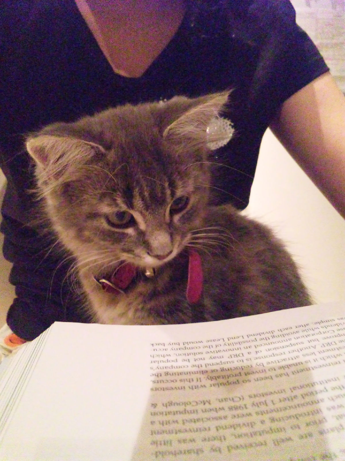 貓吧里面的超萌喵星人