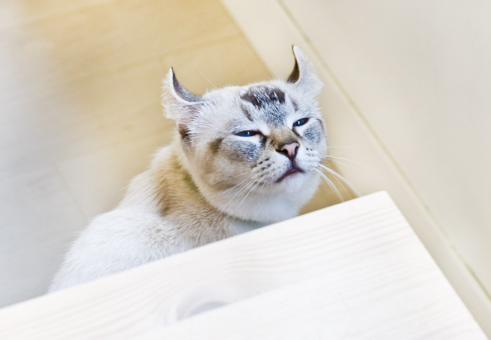 貓吧里面的超萌喵星人