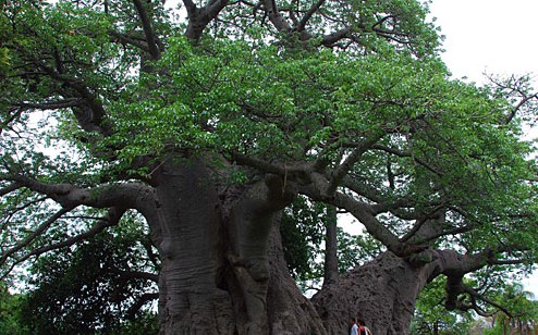 酒吧設(shè)計(jì)